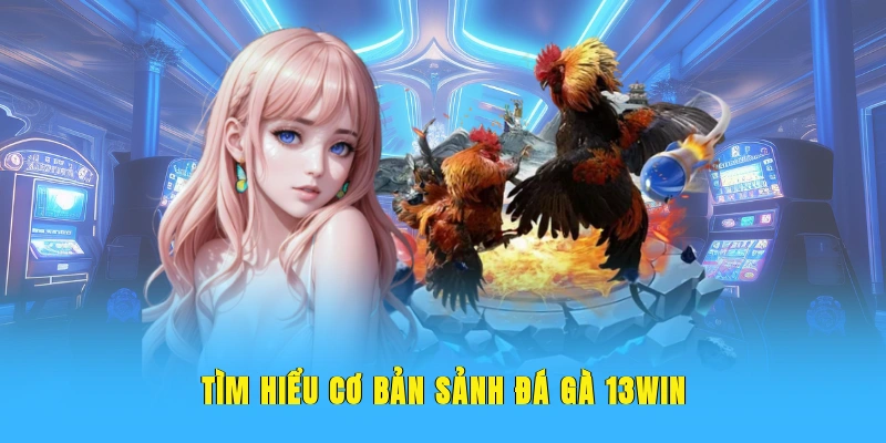 Tìm hiểu cơ bản sảnh đá gà 13WIN